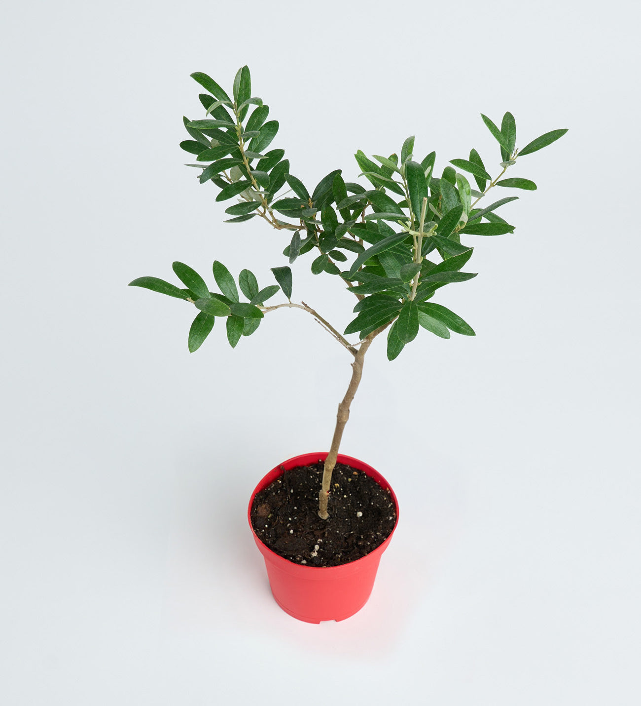 Zeytin Ağacı Bonsai