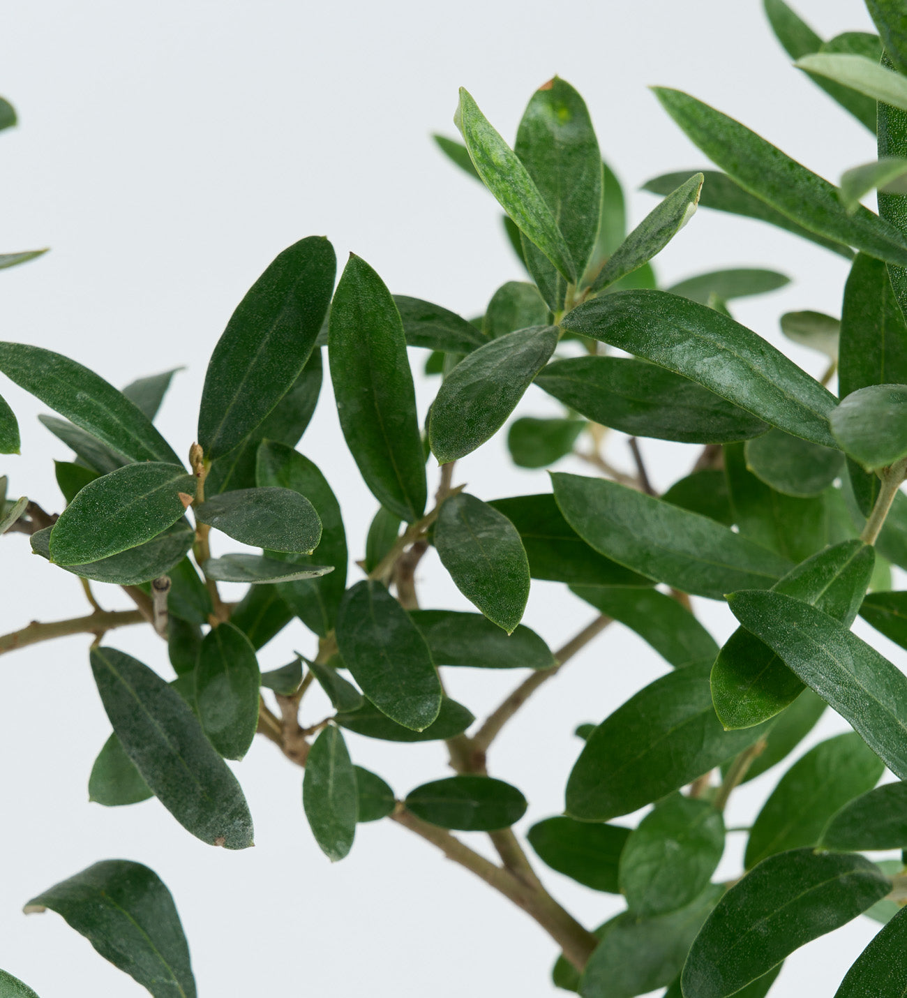 Zeytin Ağacı Bonsai