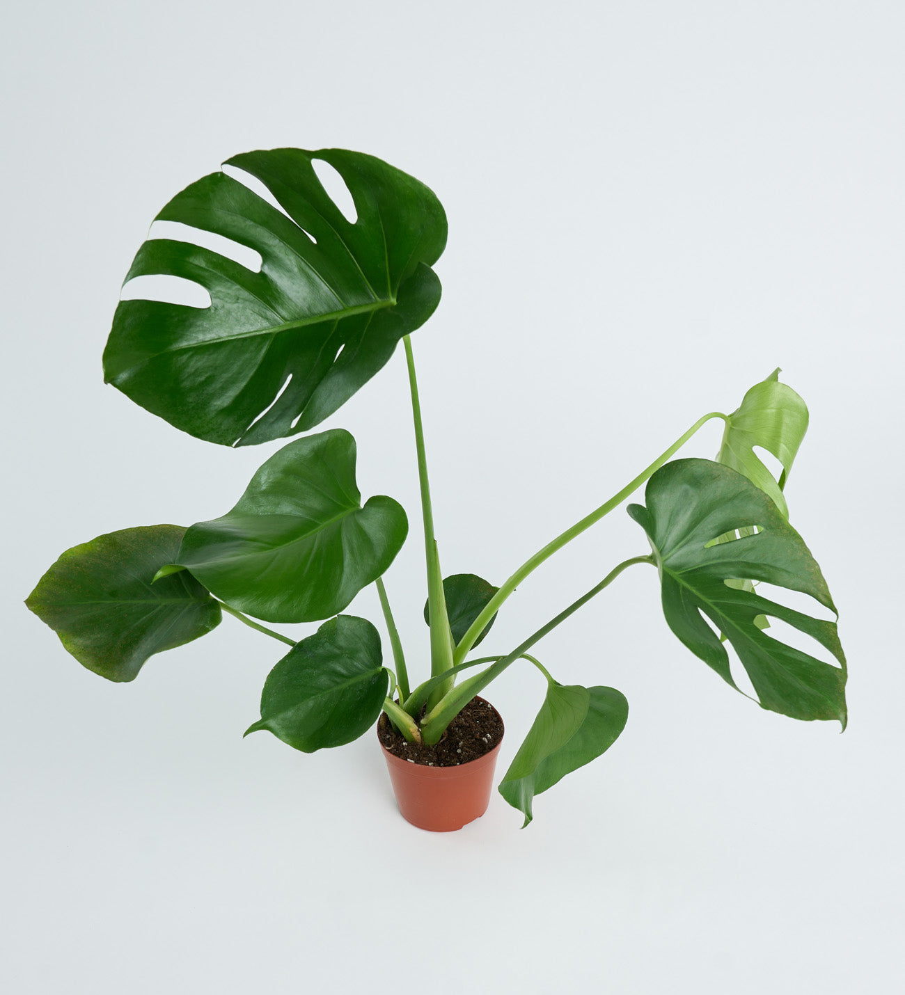 Monstera 12 cm