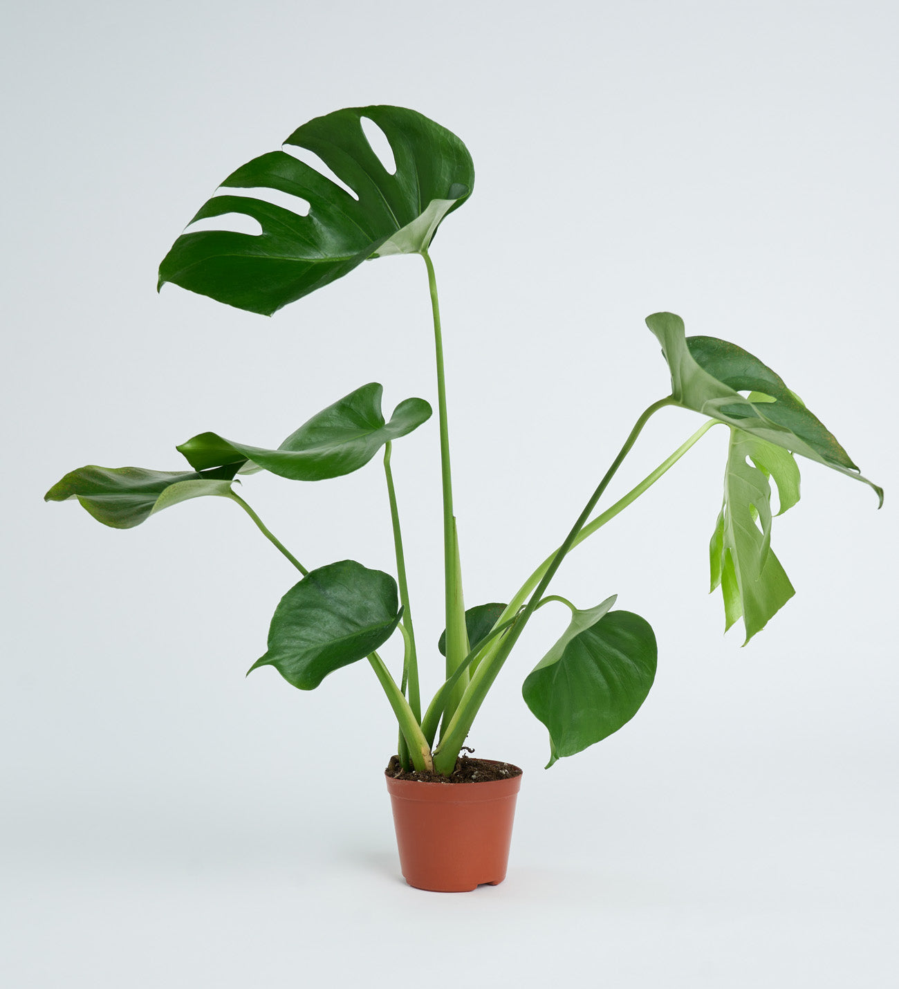 Monstera 12 cm